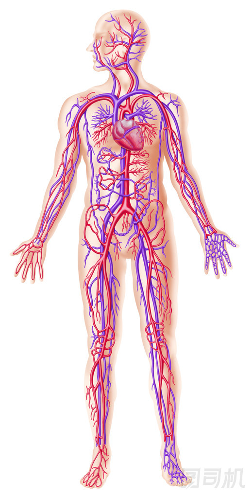 人類 circolatory 系統(tǒng)截面
