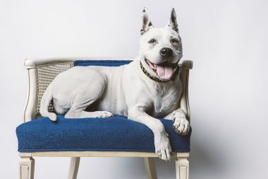 可爱的老狗图片