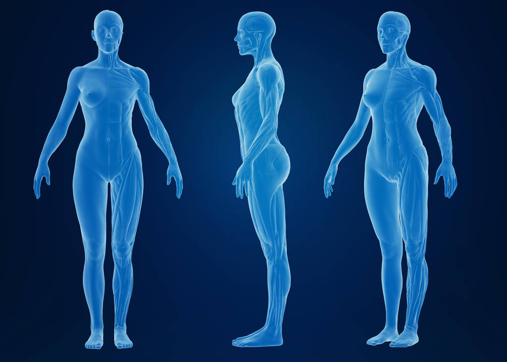 人体与肌肉结构的3d渲染 