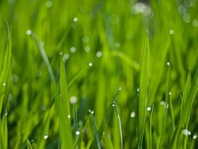 绿草背景图片