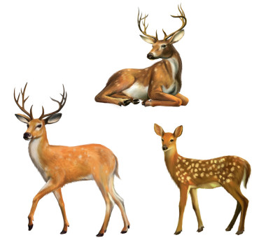 大角山的美麗鹿。鹿寶寶。在白色隔離