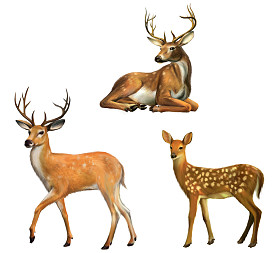 大角山的美丽鹿。鹿宝宝。在白色隔离