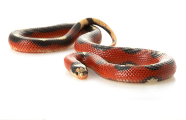 斑点的 sinaloan milksnake