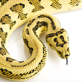 丛林捷豹地毯 python图片