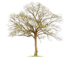 在白色背景查出的唯一老老大树和死树死