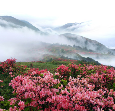春霧山桃樹花