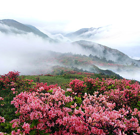 春雾山桃树花