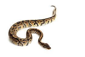 貂毛球 python图片