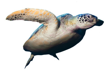 孤立在白色背景上的绿色海龟游泳