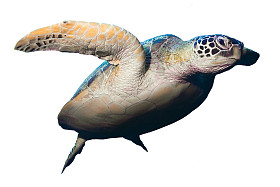 孤立在白色背景上的绿色海龟游泳