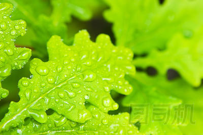 森林里的年輕綠色橡樹葉照片