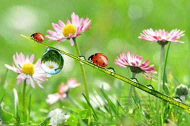 露水和瓢蟲圖片