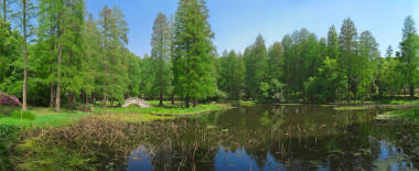 春天森林公园的杜丽花风景