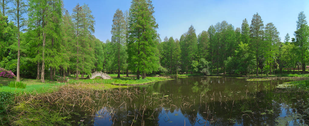 春天森林公园的杜丽花风景
