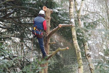 工作伐木工.圖片