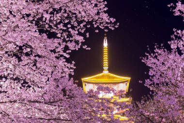 武漢櫻花花園春天的風景