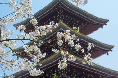 武漢櫻花花園春天的風景