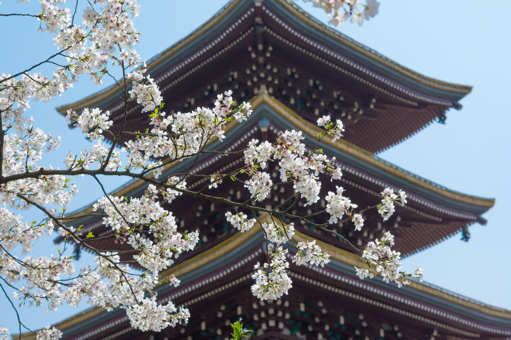 武汉樱花花园春天的风景
