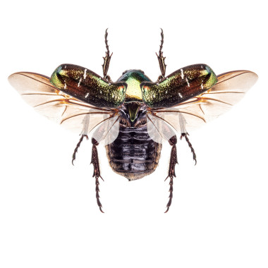 玫瑰金龜子圖片