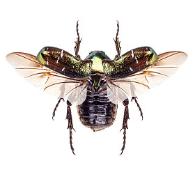 玫瑰金龟子图片