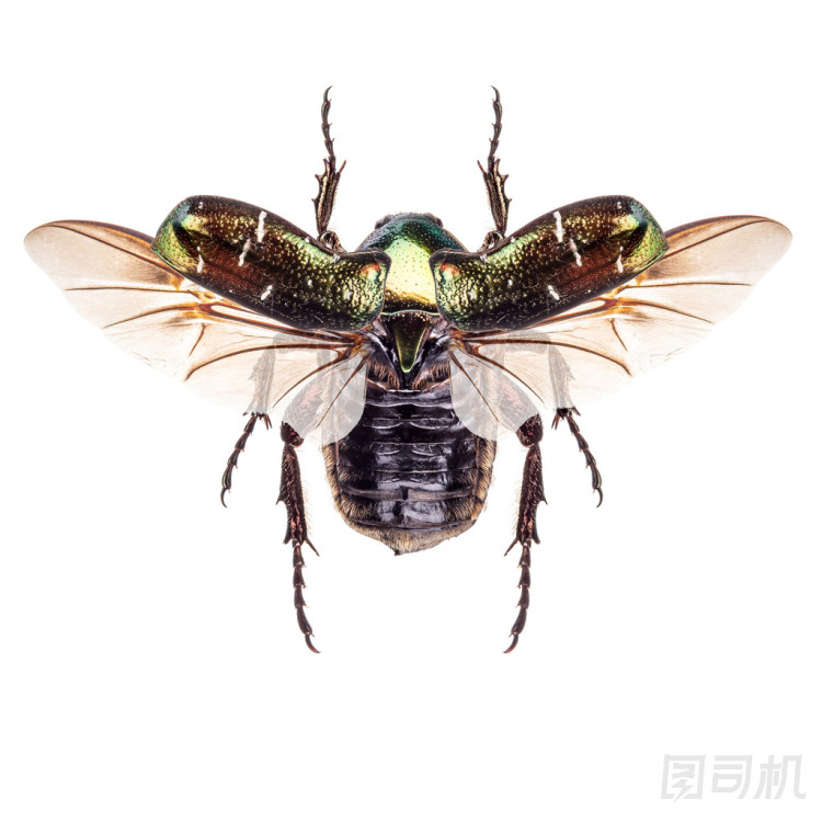 玫瑰金龜子圖片