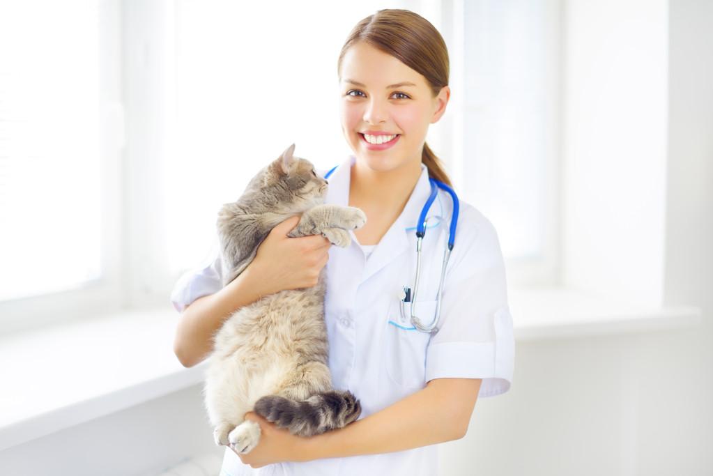 兽医与苏格兰猫