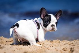 在海滩上的法国斗牛犬小狗图片