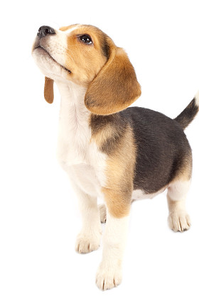比格犬看的东西图片