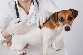 狂犬病疫苗接种图片