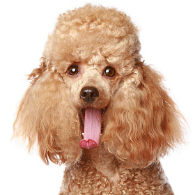 杏贵宾犬小狗图片