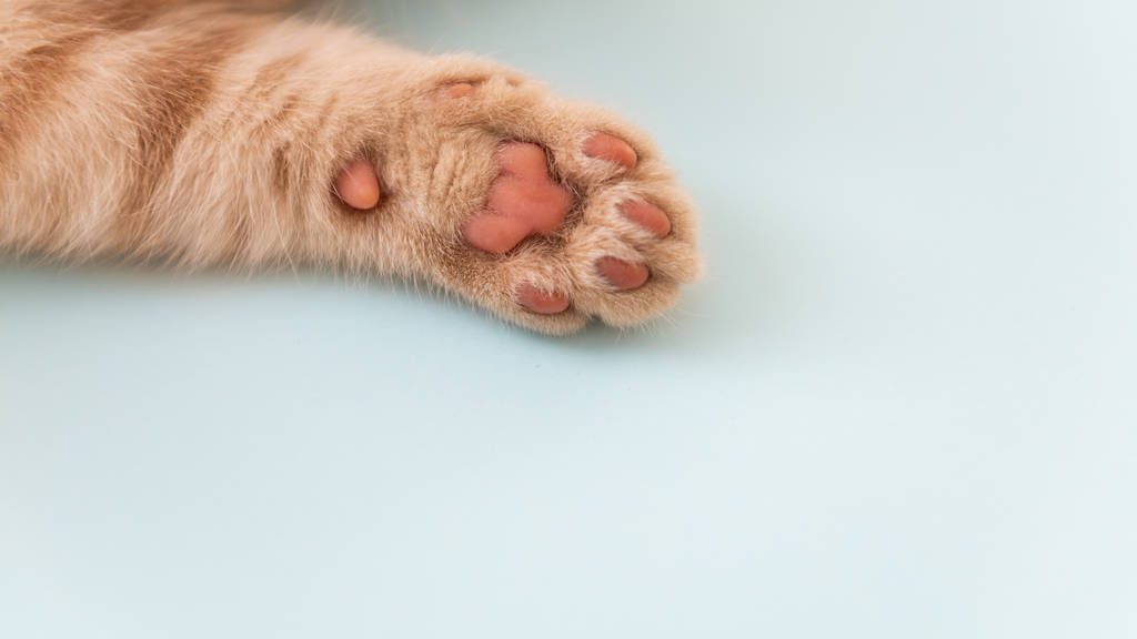 蓝色背景上的猫爪。特写文本的复制空间 蓝色背景上的猫爪。特写文本的复制空间