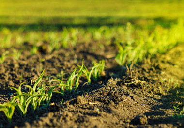 在日落時棕色土壤中玉米田圖片