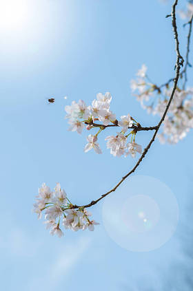 武汉东湖梅花花园在春天