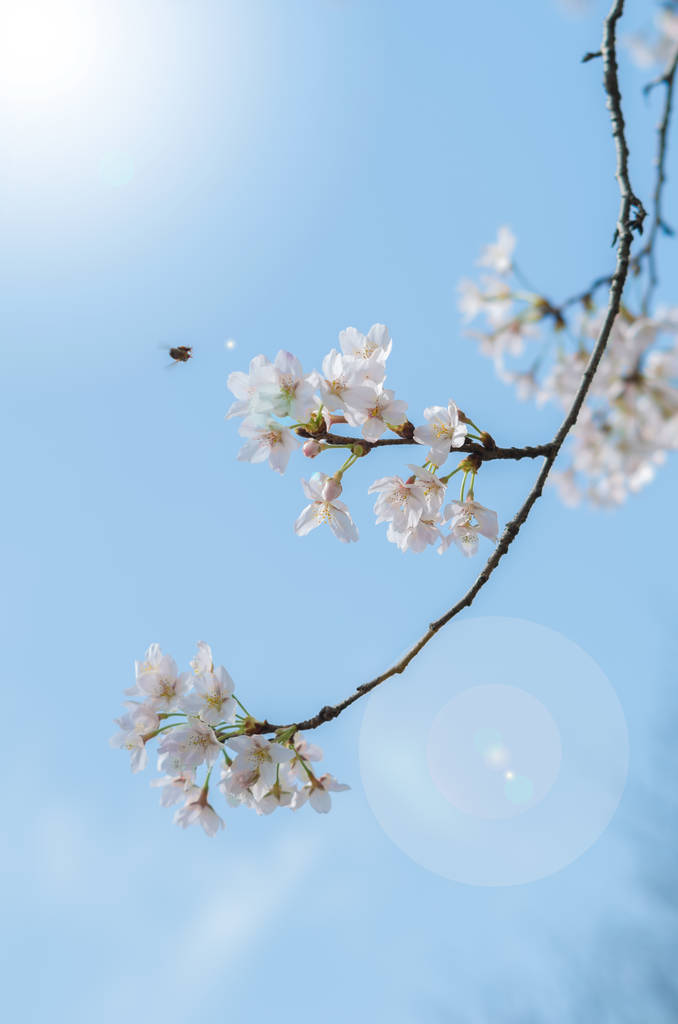 武汉东湖梅花花园在春天