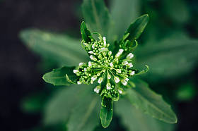  从上面看的Thlaspi arvense。花园里的杂草
