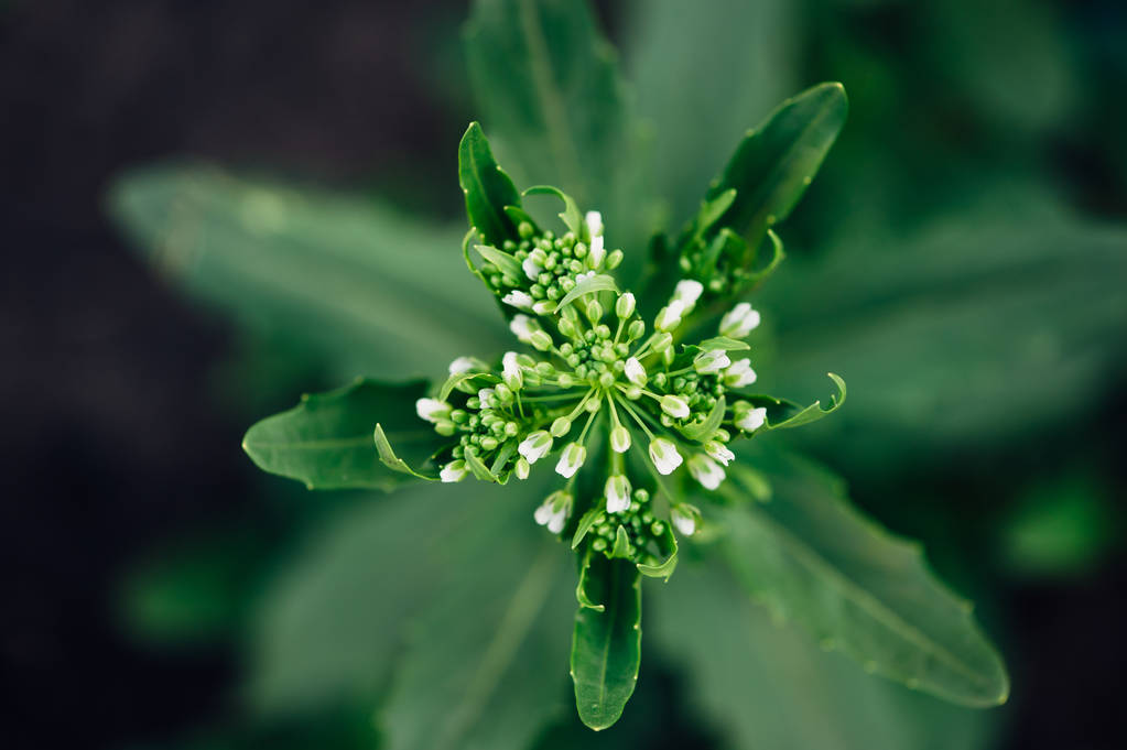  从上面看的Thlaspi arvense。花园里的杂草
