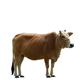 孤立在白色背景上的棕色母牛图片