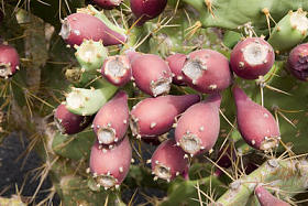 仙人球仙人掌图片