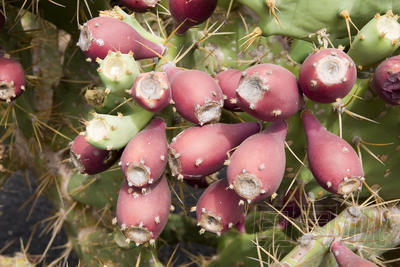 仙人球仙人掌圖片