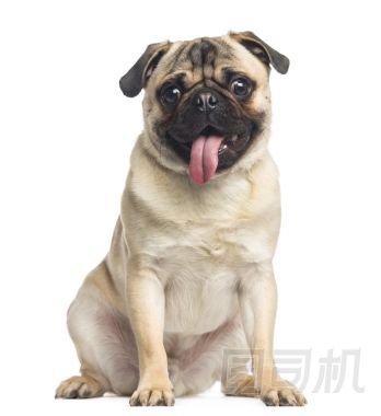 帕格坐在和氣喘吁吁，1 歲，孤立的白