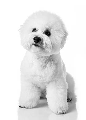 Beacon Frisse dog isolated on a white background. A white dog after grooming