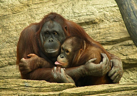 搞笑 orangutangs