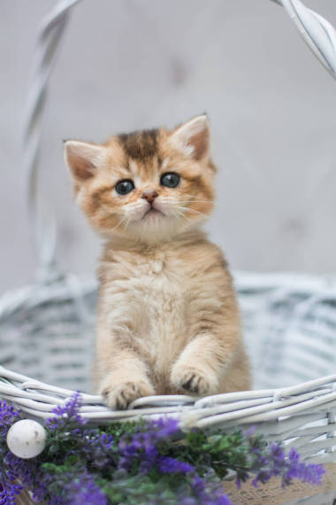 英國貓科動物，英國貓科動物