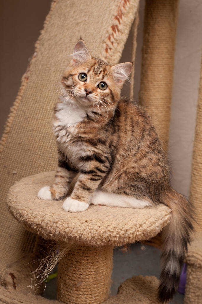 西伯利亚猫和小猫在美丽的中性背景完美的明信片