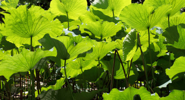 荷花葉子圖片