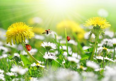 蒲公英和雏菊图片