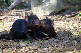 塔斯马尼亚恶魔照片