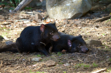 兩個塔斯馬尼亞惡魔