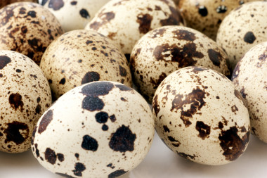 鵪鶉蛋圖片