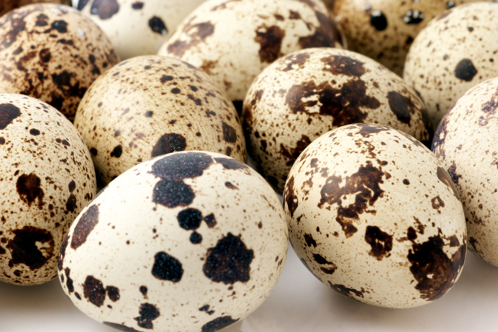 鹌鹑蛋图片